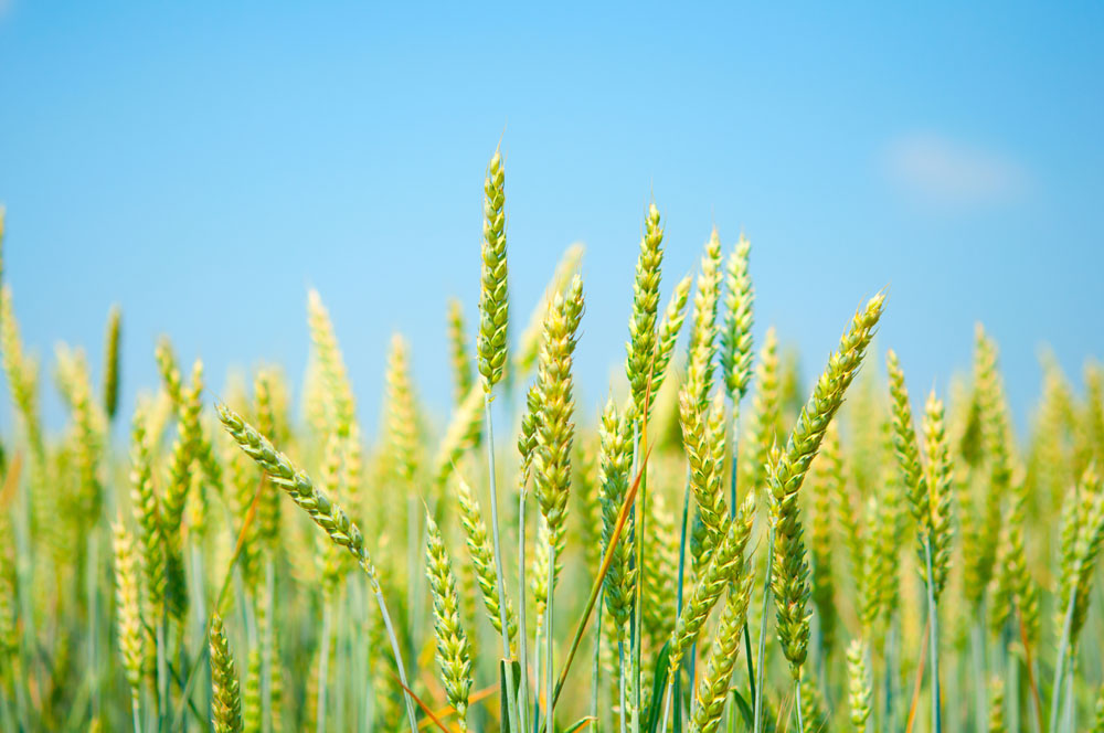 农业农村部：小麦条锈病大流行风险高 草地贪夜蛾呈重发态势